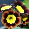 Auricula Butterwick - Abriachan Nurseries